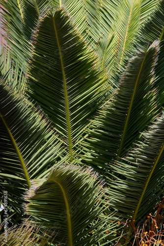 Palmenweldemuster © Philipp