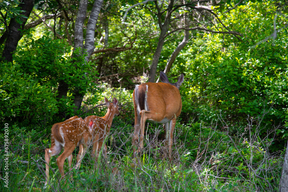 Fototapeta premium New born deer and their mother copy space spring summer season wild life copy space