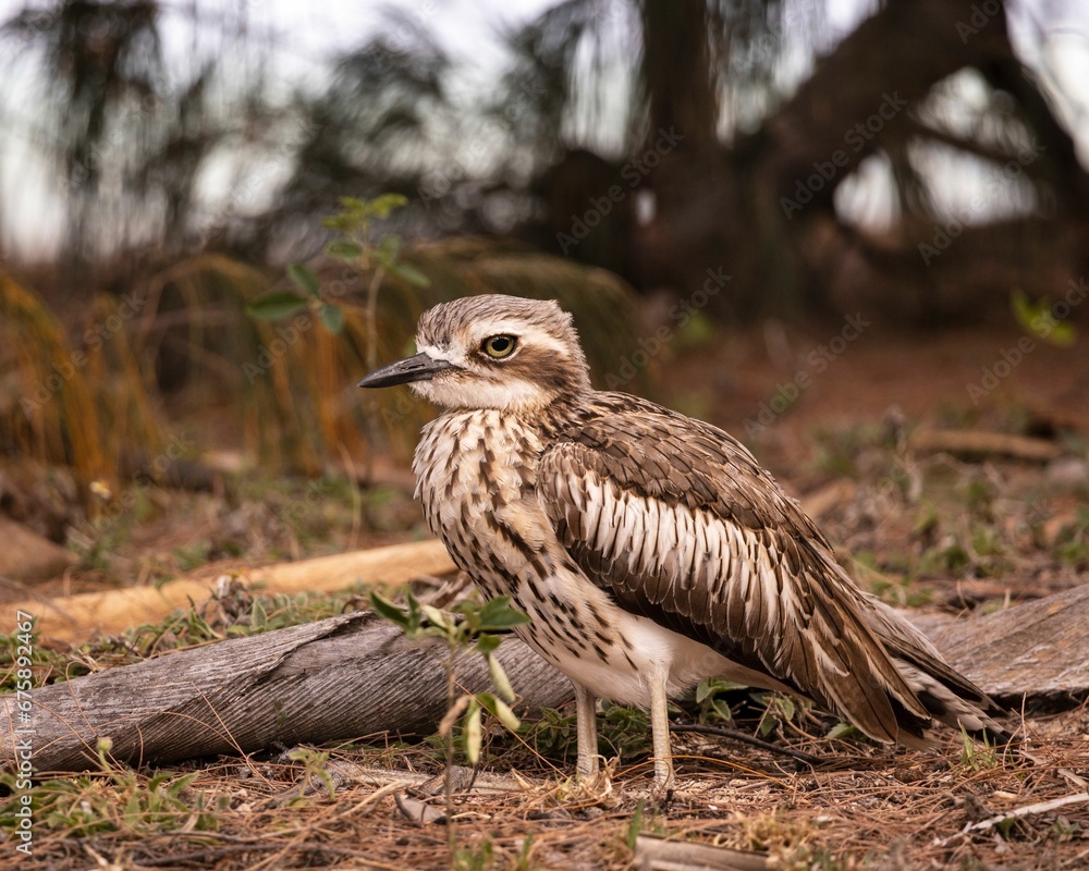 Bush Stone Curlew on Magnetic Island near Townsville in Far North Queensland, Australia Bush Stone Curlew on Magnetic Island near Townsville in Far North Queensland, Australia