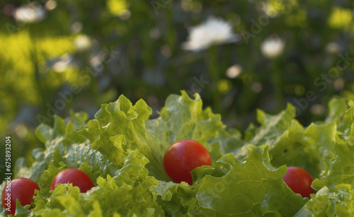 Green fresh lettuce and tomatoes
