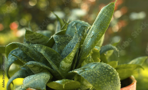 Aloe in a pot in water drops
