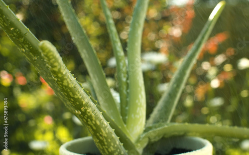 Aloe vera plant in a pot in the rain