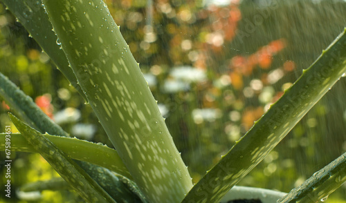 Aloe vera plant in a pot in the rain