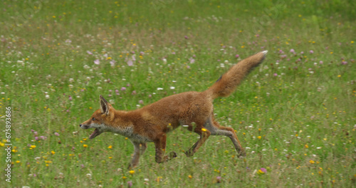 Obraz na plátně Red Fox, vulpes vulpes, Adult Running in Tall Grass, Normandy in France