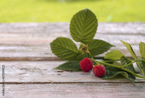 Sprig of raspberries with berries