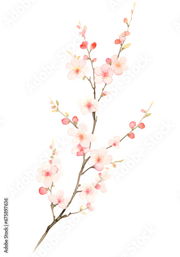 watercolor blossom isolated on white