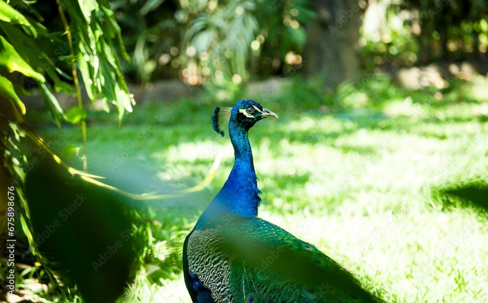 Obraz premium Closeup of a peacock standing in a lush green grassy field