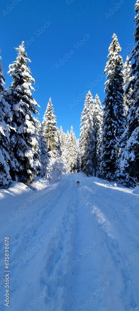 a snow covered mountain and road, with trees in the distance