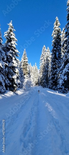 a snow covered mountain and road  with trees in the distance