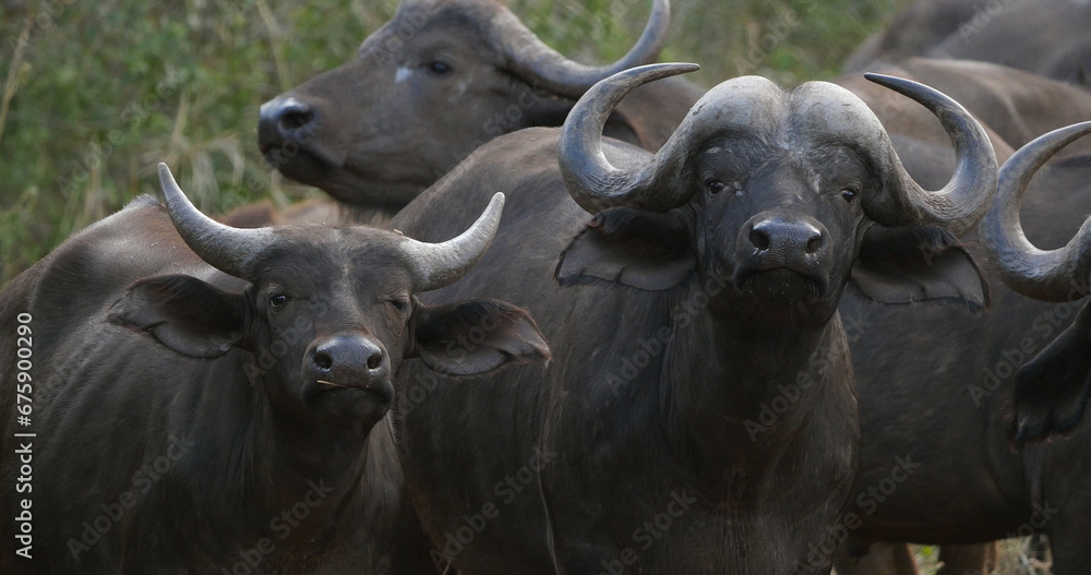 African Buffalo, syncerus caffer, Herd standing in Savannah, Tsavo Park in Kenya African Buffalo, syncerus caffer, Herd standing in Savannah, Tsavo Park in Kenya