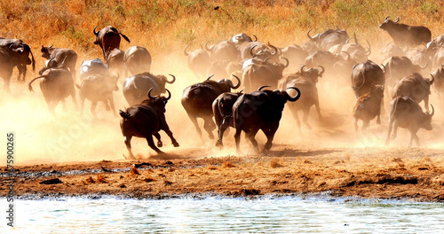 African Buffalo, syncerus caffer, Herd drinking at Water Hole, Tsavo Park in Kenya photo
