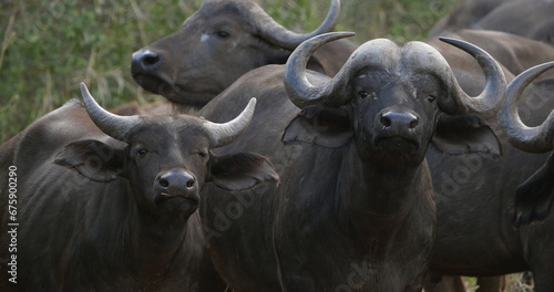 African Buffalo, syncerus caffer, Herd standing in Savannah, Tsavo Park in Kenya
