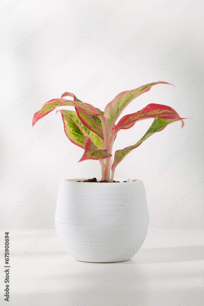 Φωτογραφία Aglaonema laksap in a white plastic pot on wooden table in living room, Air Purifying Plants for indoor