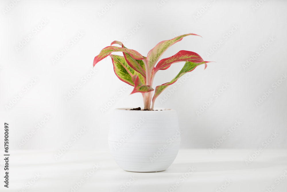 Fotografie Aglaonema in a white plastic pot.