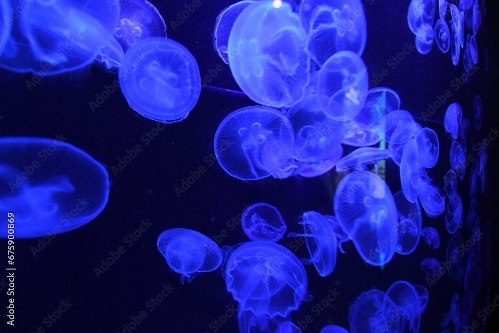 Closeup of blue, glowing jellyfish in an aquarium Closeup of blue, glowing jellyfish in an aquarium