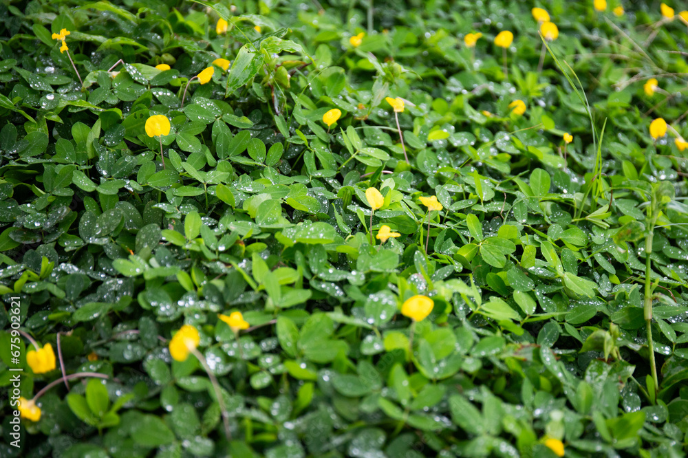 Wet grass, drops of water on the foliage, Bush after rain. Leaves and flowers, green and yellow. Branches of grass, background, backdrop. Nature texture. Popular name: 