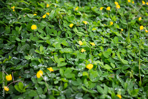 Wet grass, drops of water on the foliage, Bush after rain. Leaves and flowers, green and yellow. Branches of grass, background, backdrop. Nature texture. Popular name: "Peanut grass"