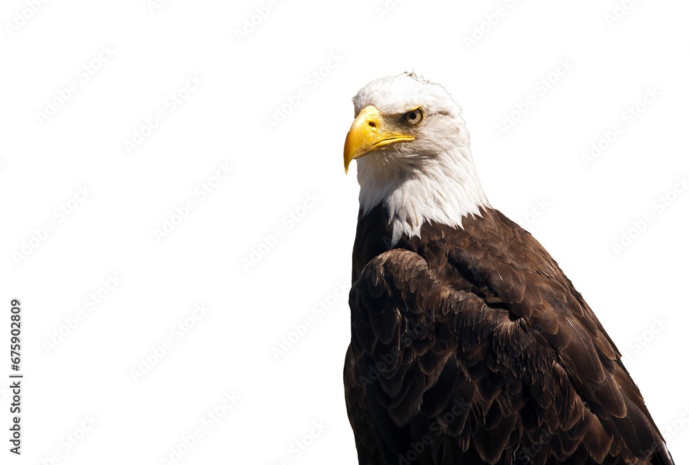 Obraz premium sea eagle isolated on transparent background png file