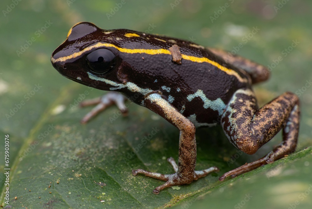 Fototapeta premium Amphibian, a green frog atop a green leaf