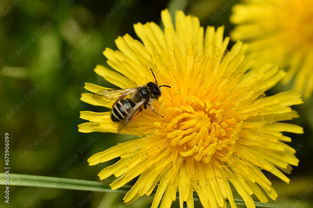 A dark-colored bee collects nectar and pollen from a yellow flower, top view. A dark-colored bee collects nectar and pollen from a yellow flower, top view.
