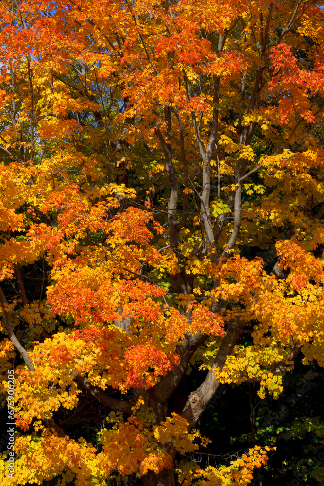 紅葉　秋のイメージ素材（10月、11月）