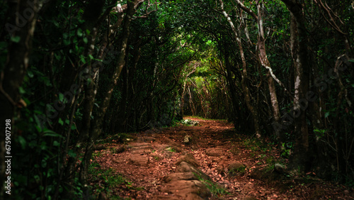 Beautiful small and overgrown dirt road at the Miradouro do Pico Zimbreiro at Monte Brasil Caldeira on the Portuguese island of Terceira in the Azores