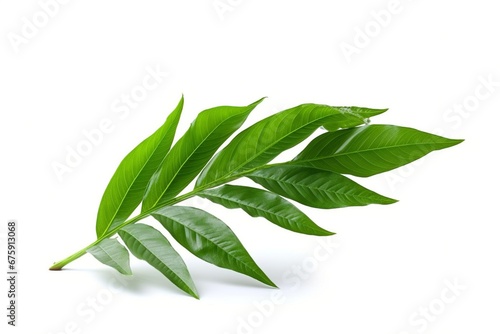 green leaf isolated on white background Created with generative Ai © Sanuar_husen