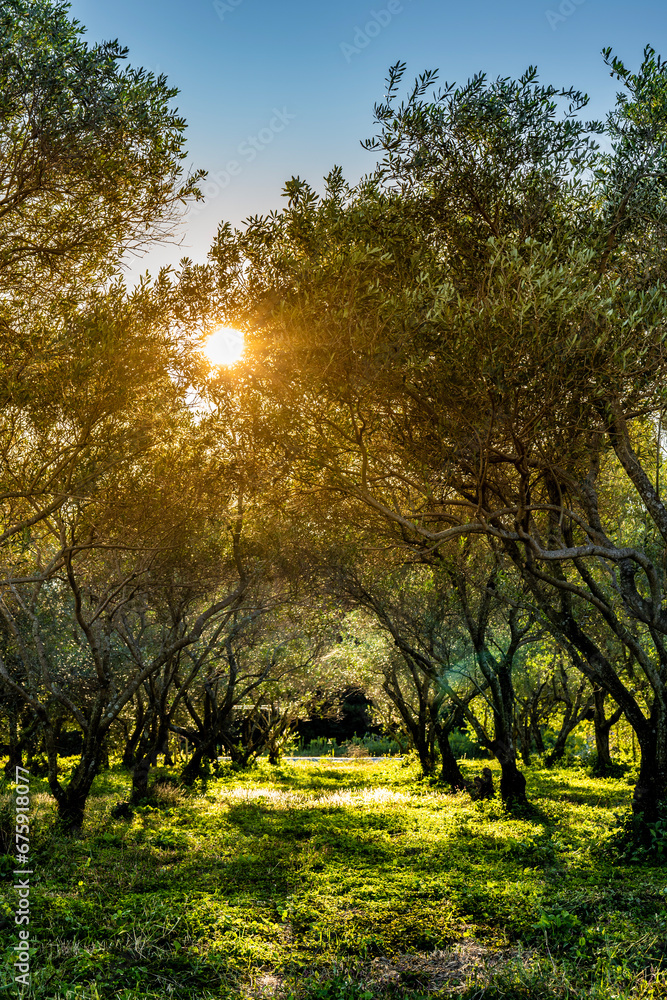 Fototapeta premium morning in the olive garden