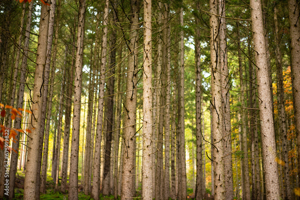 Forest in autumn, damaged conifers tree trunk, nature and climate change, bark beetle
Forest in autumn, damaged conifers tree trunk, nature and climate change, bark beetle