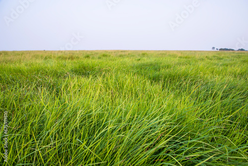 Wallpaper Mural Natural Landscape view of green long grass plant with  the blue sky Torontodigital.ca