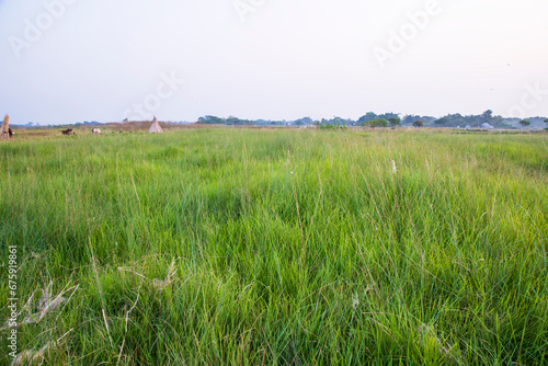 Natural Landscape view of green long grass plant with the blue sky