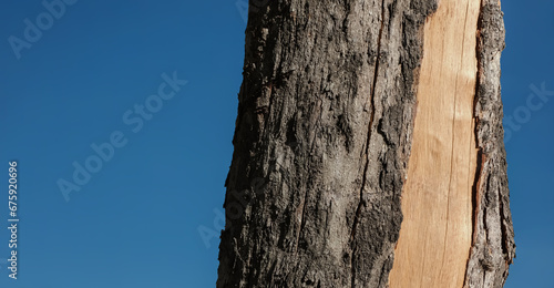 Fototapeta Naklejka Na Ścianę i Meble -  Wood trunk against blue sky background. Bark of pine tree.