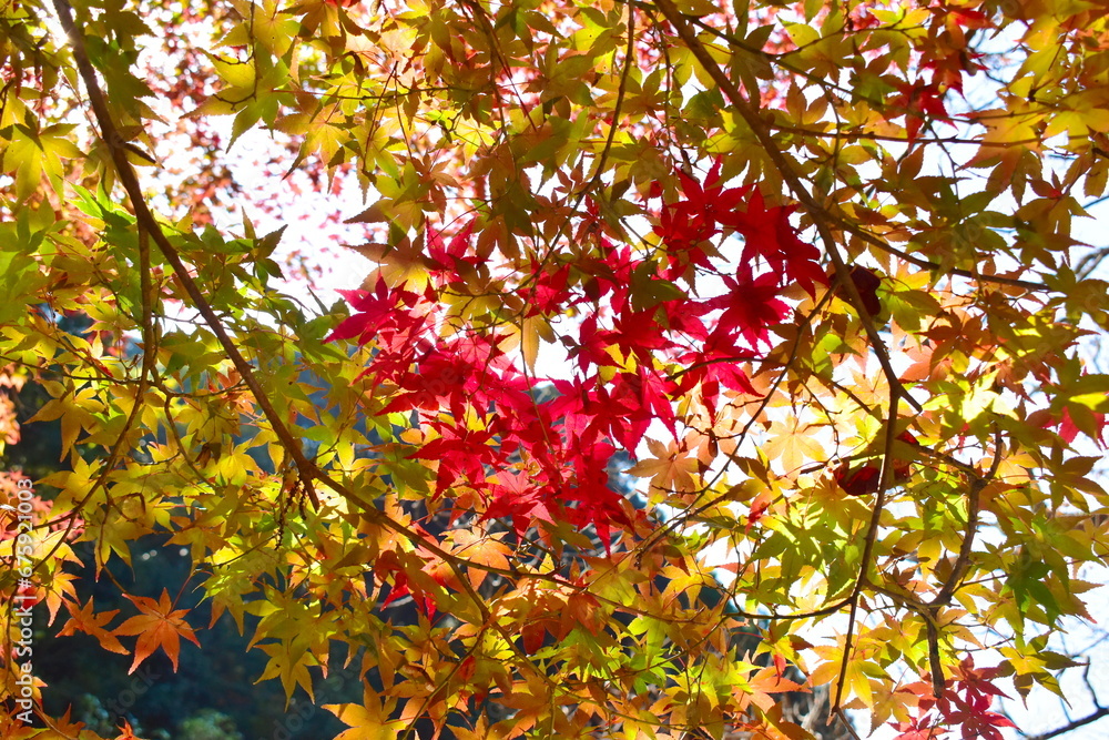 山口　大寧寺　秋　紅葉　モミジ　ハート
