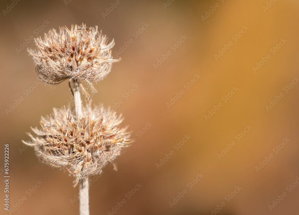 A dried plant isolated on orange background. Autumn season. A dried plant isolated on orange background. Autumn season.