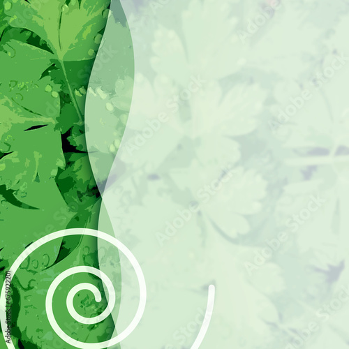 Grüne Kräuter mit weißen Spirale. Vorlage für Sozial-Media Posts, Werbung und Onlinebanner. Freier Platz, individuelle Gestaltung. photo