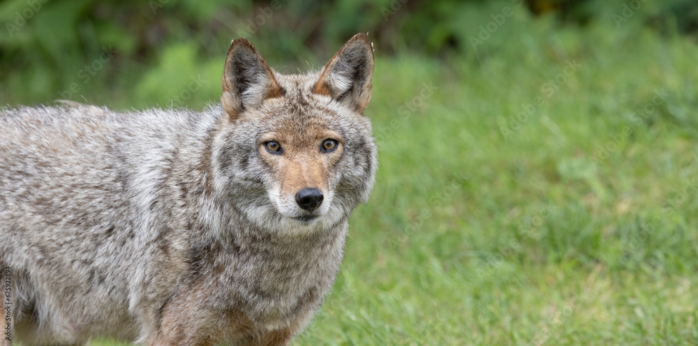 Coyote, In Summer Solitude. Canis latrans - Adult Coyote's Close-up Wildlife Portrait in the Wild. Wildlife Photography. Coyote, In Summer Solitude. Canis latrans - Adult Coyote's Close-up Wildlife Portrait in the Wild. Wildlife Photography.