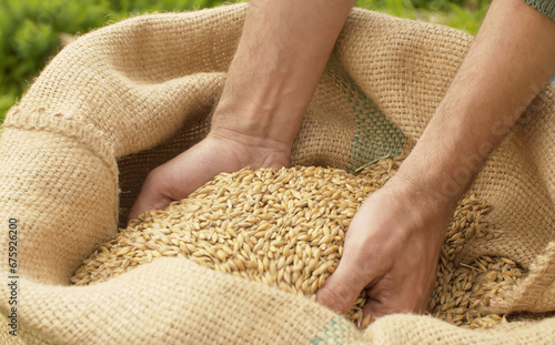 Male hands pouring rye grains