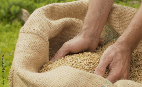 Male hands pouring rye grains