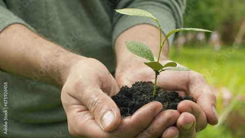 Male hands holding a seedling
