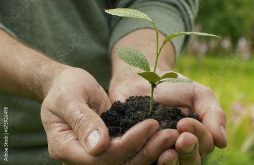 Male hands holding a seedling