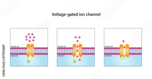 Voltage-gated ion channel. Mechanism for the transport of ions. Vector illustration.
