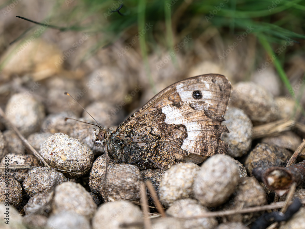 Grayling Butteffly Resting on Dry Rabbit Poo Grayling Butteffly Resting on Dry Rabbit Poo