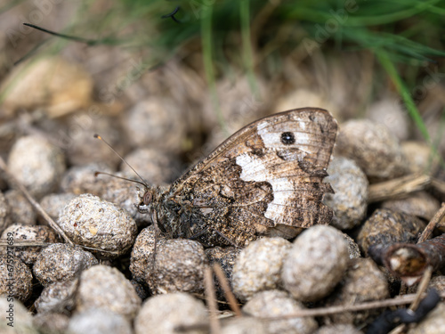 Grayling Butteffly Resting on Dry Rabbit Poo