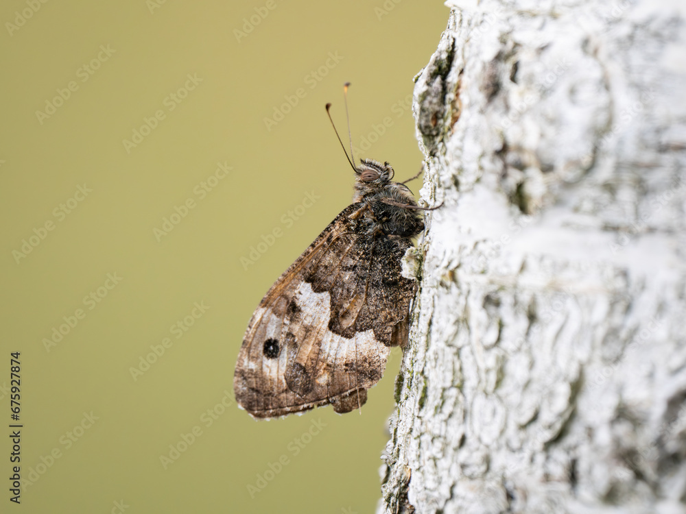 Grayling Butteffly Resting on a Silver Birch