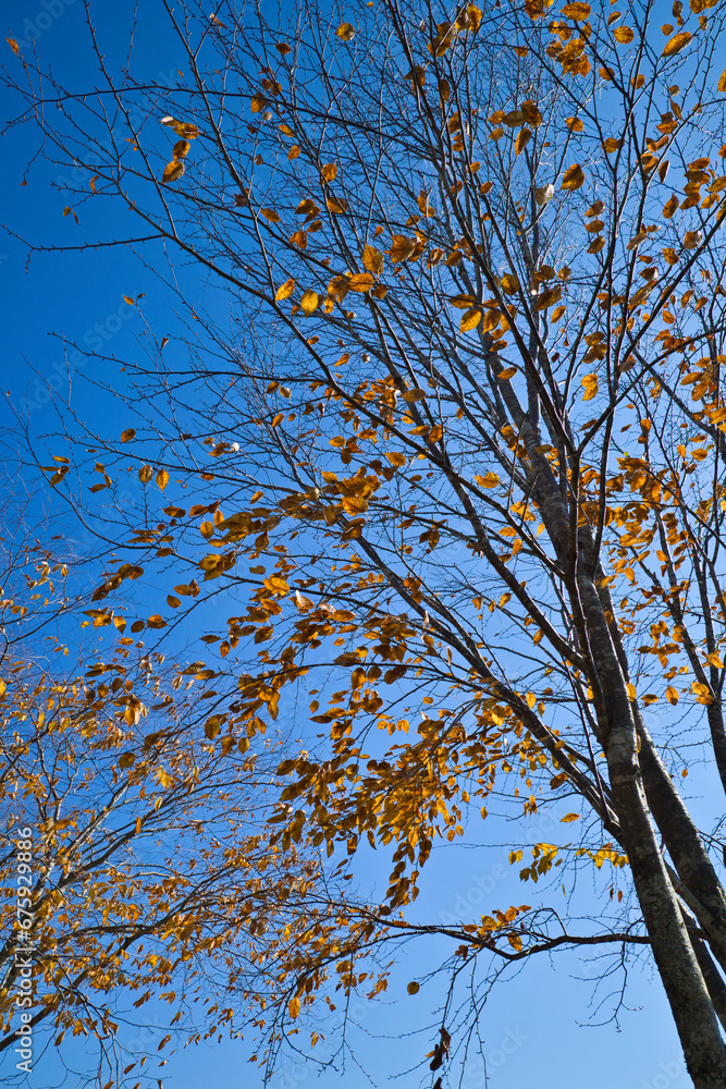 Fototapeta premium 11月の色鮮やかに紅葉している綺麗な木々