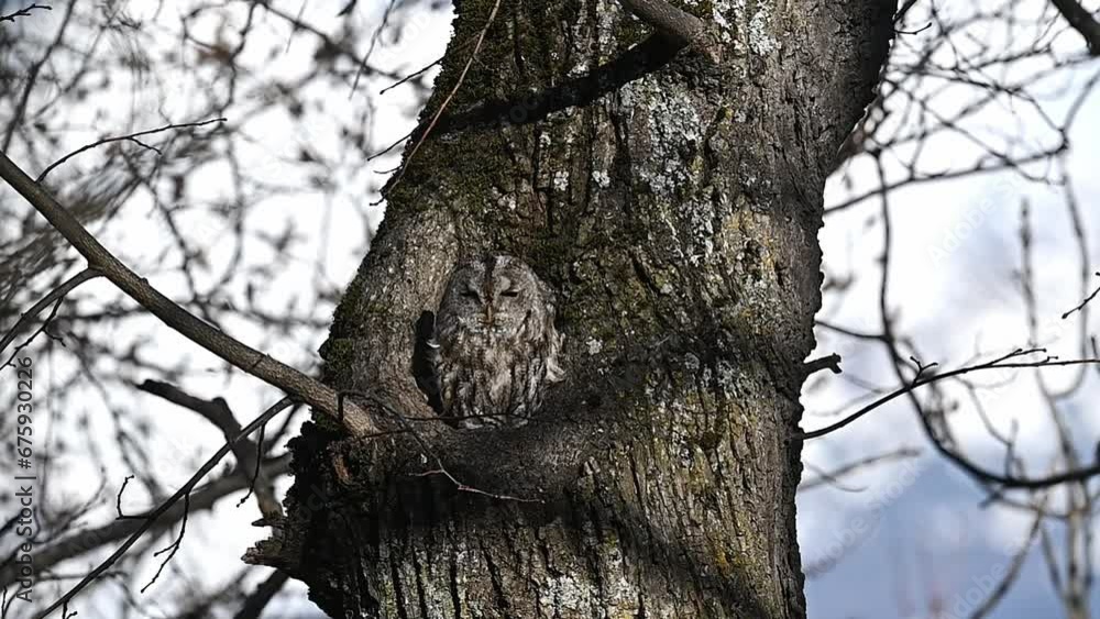 Windy day for the tawny owl (Strix aluco) Windy day for the tawny owl (Strix aluco)