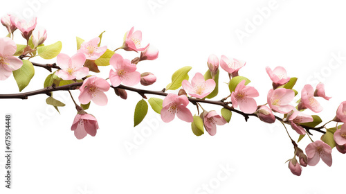 Tree branch flower Photo Overlays  Summer spring painted overlays  isolated on white background.