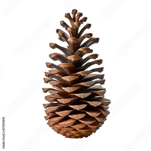 Fraser fir cone isolated on transparent background