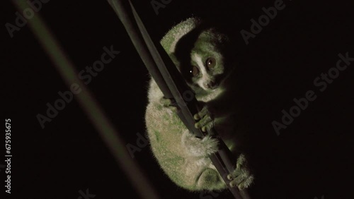 a Sumatran slow loris or Nycticebus coucang creeps very slowly on poles and power lines. nocturnal animals. photo