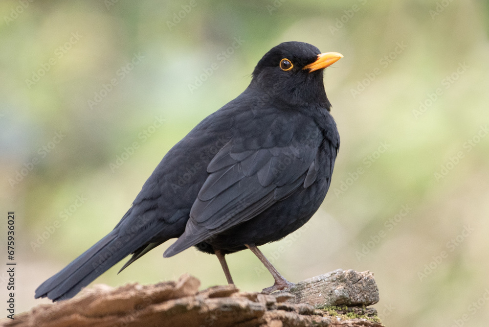Solitary Blackbird resting before taking flight again Solitary Blackbird resting before taking flight again